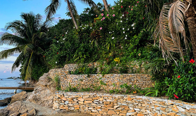 Pink Orchid034